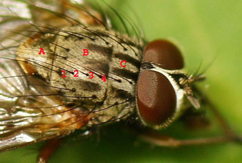 Phaonia errans. Family House flies (Muscidae).