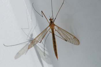 Nephrotoma scurra. Familie Langpoten (Tipulidae).