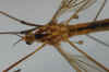 Nephrotoma scurra. Familie Langpoten (Tipulidae).