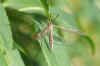 Tipula lateralis. Familie Langpoten (Tipulidae). Vrouwtje. 