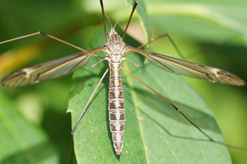 Tipula lateralis. Familie Langpoten (Tipulidae). Vrouwtje. 