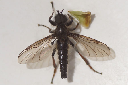 Bibio lanigerus. mannetje. Familie Zwarte vliegen (Bibionidae).