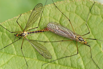 Nephrotoma submaculosa. Familie Langpoten (Tipulidae).