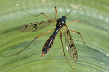 Ptychoptera contaminata. Vrouw. Familie Ptychopteridae.