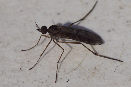 Venstermug  Sylvicola punctatus. Familie Anisopodidae. 