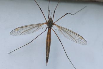 Tipula flavolineata. Familie Langpoten (Tipulidae). Vrouwtje. 