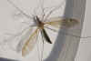 Tipula helvola. Familie Langpoten (Tipulidae). Mannetje. 