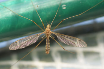 Tipula helvola. Familie Langpoten (Tipulidae). Mannetje. 