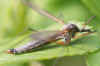 Tipula luna. Familie Langpoten (Tipulidae). Vrouwtje. 