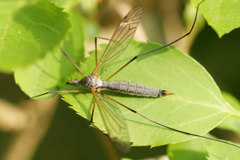 Tipula luna. Familie Langpoten (Tipulidae). Vrouwtje. 