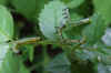 the larvae of the Large Rose Sawfly (Arge pagana)