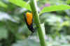 Large Rose Sawfly (Arge pagana)