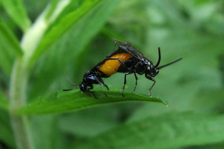 Large Rose Sawfly (Arge pagana)