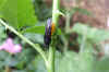 Large Rose Sawfly (Arge pagana)