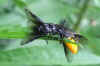 Large Rose Sawfly (Arge pagana)