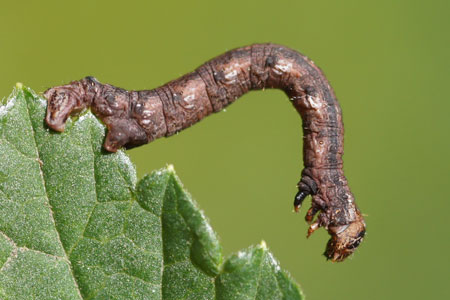 Grote voorjaarsspanner (Agriopis marginaria) rups