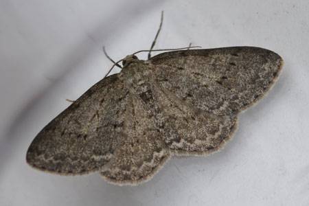 Gewone spikkelspanner (Ectropis crepuscularia) Familie spanners (Geometridae)