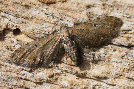 Egale dwergspanner (Eupithecia absinthiata). Tribe Eupitheciini. Onderfamilie Larentiinae. Familie spanners (Geometridae).   