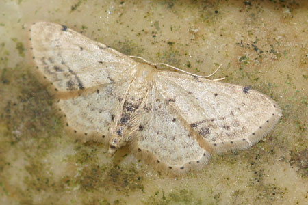 Vlekstipspanner (Idaea dimidiata) Familie spanners (Geometridae)