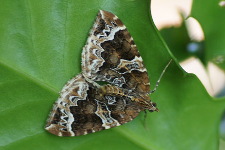 Wortelhoutspanner (Eulithis prunata). Tribe Cidariini. Onderfamilie Larentiinae. Familie spanners (Geometridae)