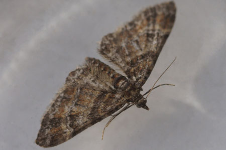 Zwartkamdwergspanner  (Gymnoscelis rufifasciata) Familie spanners (Geometridae)