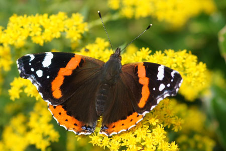 Atalanta, Red Admiral (Vanessa atalanta). Nymphalidae.
