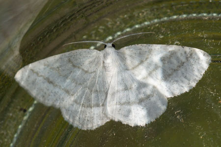 Witte grijsbandspanner (Cabera pusaria). Tribe Campaeini. Onderfamilie Ennominae. Familie spanners (Geometridae).