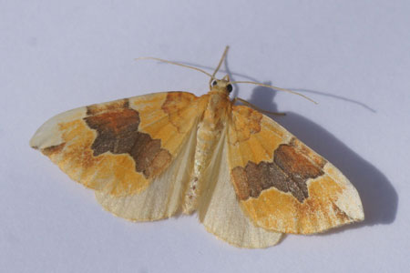 Oranje bruinbandspanner (Cidaria fulvata). Tribe Cidariini. Onderfamilie Larentiinae. Familie spanners (Geometridae).