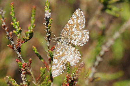 Gewone heispanner (Ematurga atomaria). Tribe Boarmiini. Onderfamilie Ennominae. Familie spanners (Geometridae).