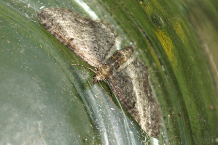 Grijze dwergspanner (Eupithecia subfuscata). Tribe Eupitheciini. Onderfamilie Larentiinae. Familie spanners (Geometridae).