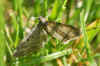 Grijze dwergspanner (Eupithecia subfuscata). Tribe Eupitheciini. Onderfamilie Larentiinae. Familie spanners (Geometridae).