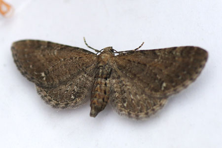 Gewone dwergspanner (Eupithecia vulgata). Tribe Eupitheciini. Onderfamilie Larentiinae. Familie spanners (Geometridae).