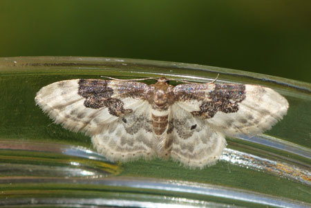 Schaduwstipspanner(Idaea rusticata, syn Idaea vulpinaria). Tribe Sterrhini. Onderfamilie Sterrhinae. Familie spanners (Geometridae).