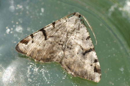 Zwarte-w-vlinder (Macaria wauaria). Tribe Macariini. Onderfamilie Ennominae. Familie spanners (Geometridae).