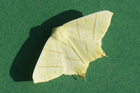 Vliervlinder (Ourapteryx sambucaria). Tribe Ourapterygini. Onderfamilie Ennominae. Familie spanners (Geometridae).