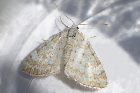 Ratelaarspanner (Perizoma albulata). Tribe Perizomini. Onderfamilie Larentiinae. Familie spanners (Geometridae).