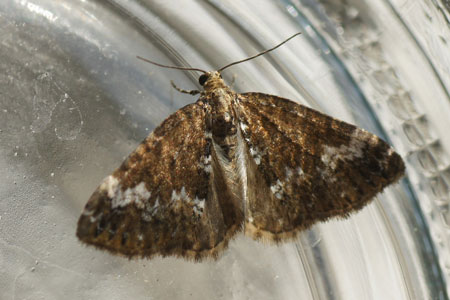 Hennepnetelspanner (Perizoma alchemillata). Tribe Perizomini. Onderfamilie Larentiinae. Familie spanners (Geometridae).