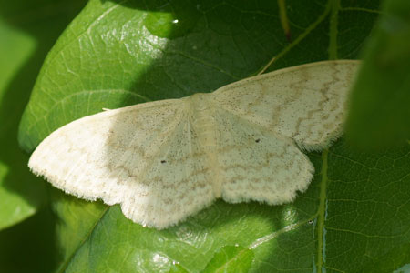 Roomkleurige stipspanner (Scopula floslactata). Tribe Scopulini. Onderfamilie Sterrhinae. Familie spanners (Geometridae).