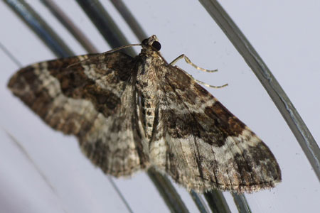 Gewone bandspanner (Epirrhoe alternata). Tribe Xanthorhoini. Onderfamilie Larentiinae. Familie spanners (Geometridae).