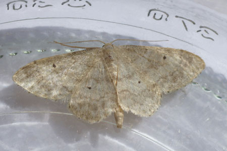 Schildstipspanner (Idaea biselata). Tribe Sterrhini. Onderfamilie Sterrhinae. Familie spanners (Geometridae).