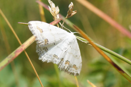 Kantstipspanner (Scopula ornata). Tribe Scopulini. Onderfamilie Sterrhinae. Familie spanners (Geometridae).