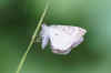 Vierbandspanner of Bruine vierbandspanner (Xanthorhoe ferrugata of Xanthorhoe spadicearia).  Tribe Xanthorhoini. Onderfamilie Larentiinae.Familie spanners (Geometridae).