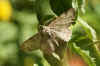 Ringspikkelspanner (Hypomecis punctinalis syn. Serreca punctinalis). Tribe Boarmiini. Onderfamilie Ennominae. Familie spanners (Geometridae).