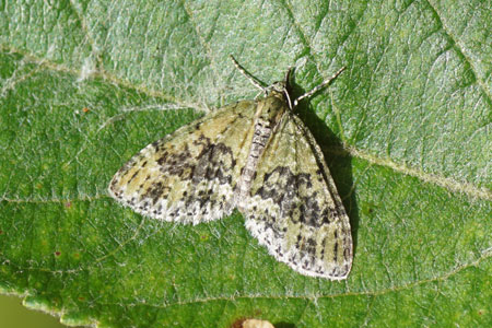 Groene blokspanner (Acasis viretata). Tribus Trichopterygini. Onderfamilie Larentiinae. Familie spanners (Geometridae).