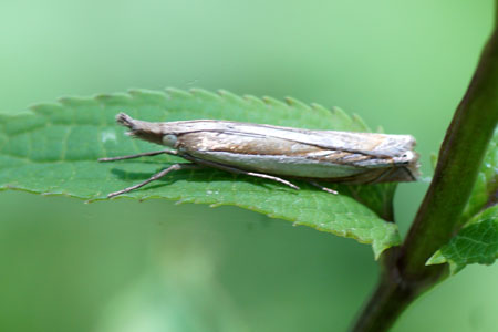 Crambus pascuella. Subfamily Crambinae. Family grass moths (Crambidae).