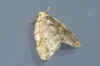 Epirrita spec. Novemberspanner (Epirrita autumnata), bleke novemberspanner (Epirrita christyi), herfstspanner (Epirrita dilutata). Tribus Operophterini. Onderfamilie Larentiinae.Familie spanners (Geometridae)