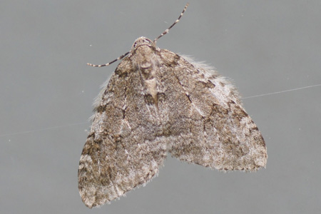 Epirrita spec. Novemberspanner (Epirrita autumnata), bleke novemberspanner (Epirrita christyi), herfstspanner (Epirrita dilutata). Tribus Operophterini. Onderfamilie Larentiinae.Familie spanners (Geometridae)