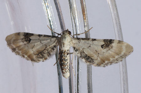 Zwartvlekdwergspanner (Eupithecia centaureata). Tribus Eupitheciini. Onderfamilie Larentiinae. Familie spanners (Geometridae).