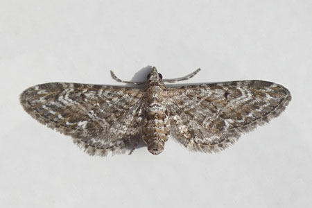 Grijze dwergspanner (Eupithecia nanata). Tribus Eupitheciini. Onderfamilie Larentiinae. Familie spanners (Geometridae).