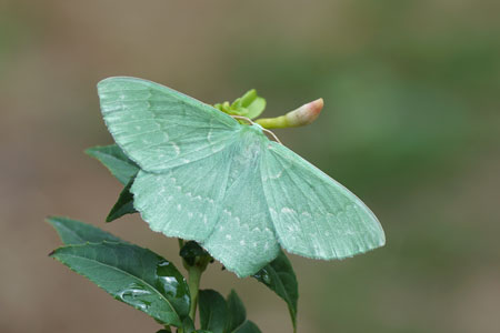 Zomervlinder (Geometra papilionaria). Onderfamilie Geometrinae. Familie spanners (Geometridae).